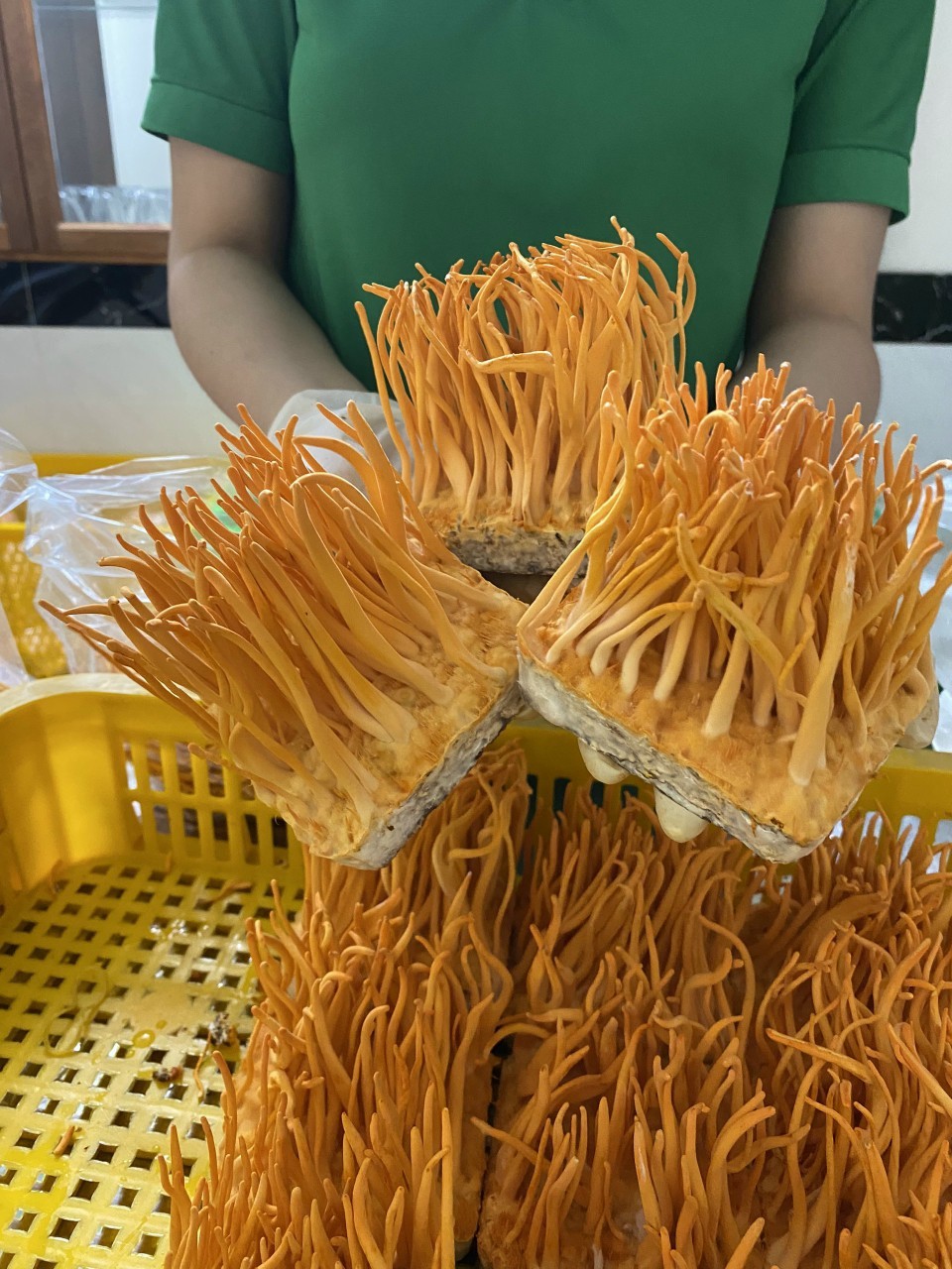 ĐÔNG TRÙNG HẠ THẢO TƯƠI 170G - 200G