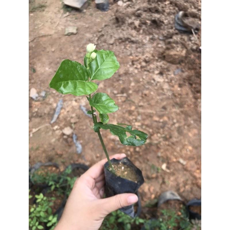 Cây giống nhài ta- bầu giống