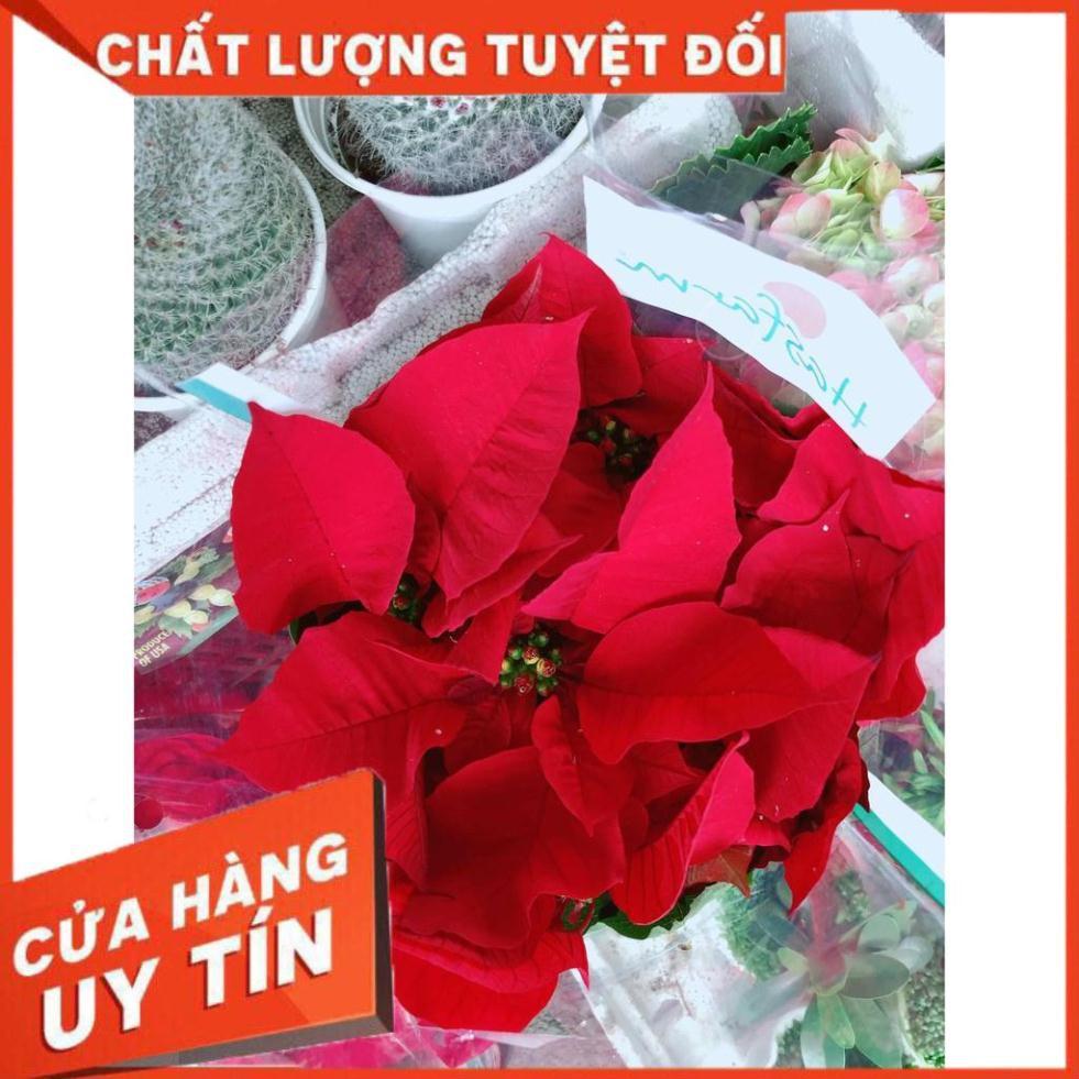 Trạng nguyên kèm chậu sứ trắng Nhiều Người Mua