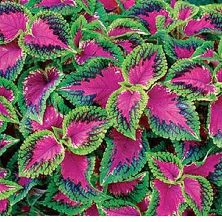 Cây lá gấm - cây tía tô cảnh , CHẬU CÂY TO ĐẸP XUM XUÊ + Tặng 01 cây dâu da đất