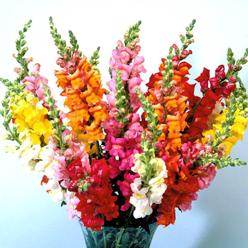 100h Hạt Giống Hoa Mõm Sói Mix Màu