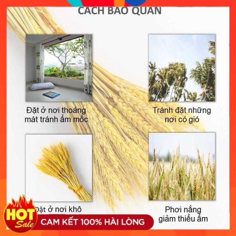 BigSale/ Bó Hoa Bông Lúa Mạch Khô Decor Trang Trí /LH online