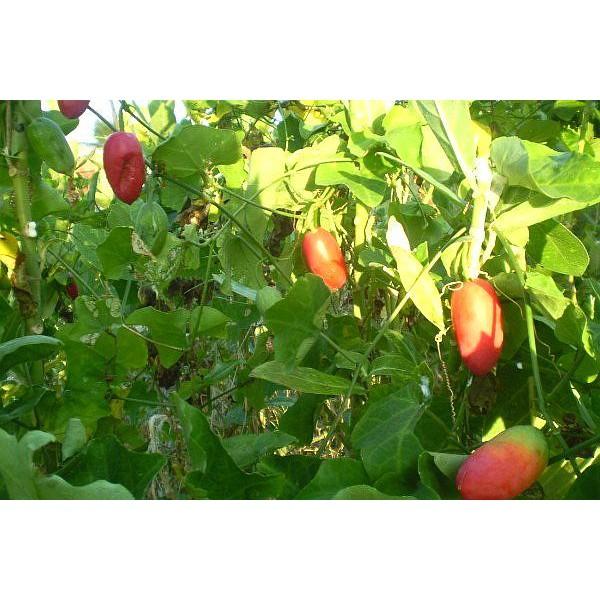 Dây bình bát làm giống 10 dây