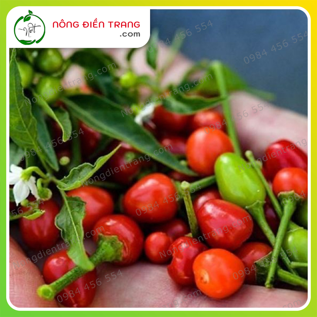 Hạt giống Ớt Trái Tròn - Gói 0.2g - Ớt Kiểng Tròn Ăn Được, Dễ Trồng, Sai Trái VTNN Nông Điền Trang