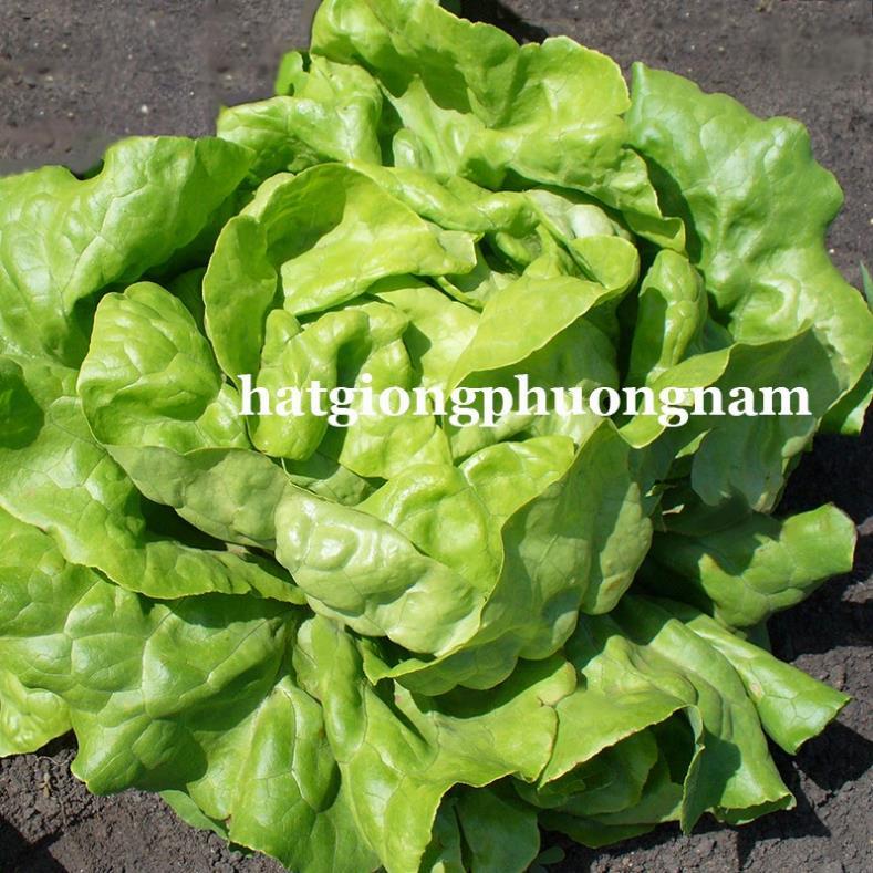 2GR - HẠT GIỐNG XÀ LÁCH BÚP MỠ