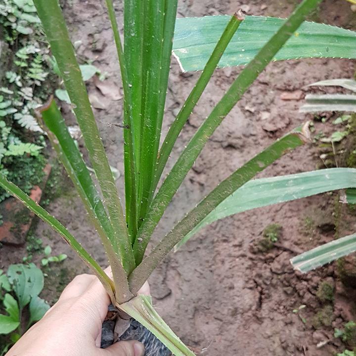 Combo 3 cây giống dứa dại đa tác dụng.