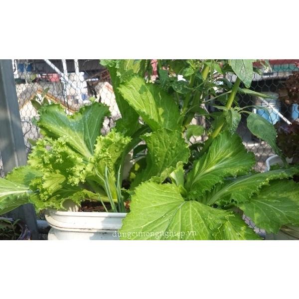 Gói 20g Hạt giống rau cải bẹ mào gà F1 cao sản dễ trồng, nhanh thu hoạch, năng suất cao