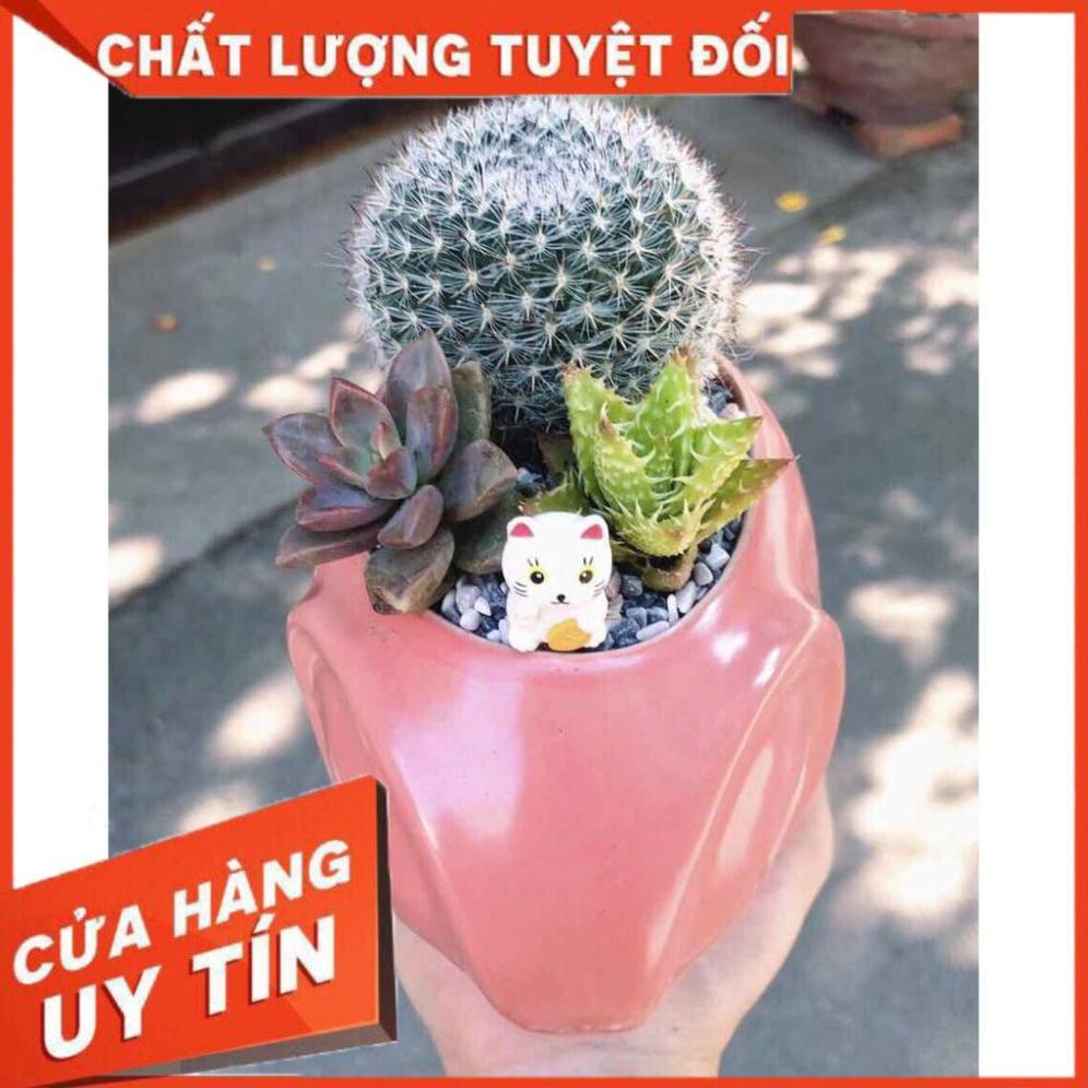 Chậu xương rồng tiểu cảnh Nhiều Người Mua