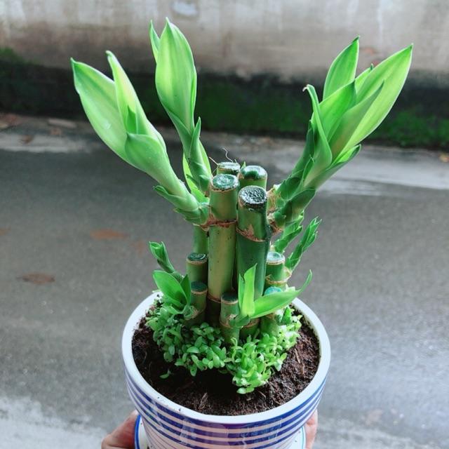 Chậu Trúc Phát Tài