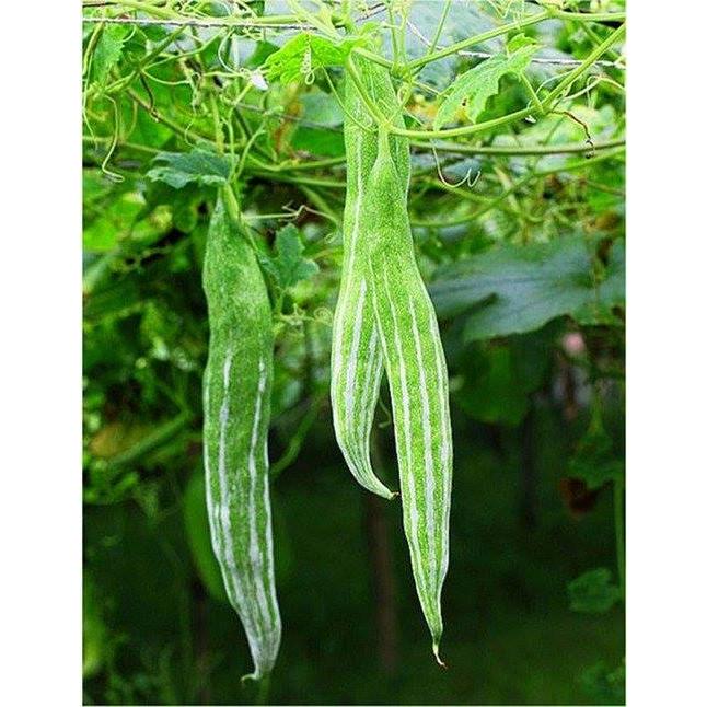 Hạt Giống Mướp Mèo, Lặc Lày, Mướp Nhật -