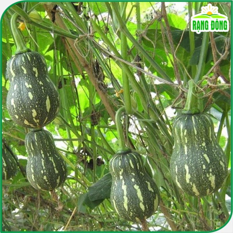Hạt Giống Bí Đỏ Hạt Đậu Lai F1 Năng Suất Cao rạng đ- Hạt giống Rạng Đông