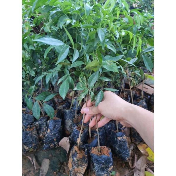 Cây giống mắc mật