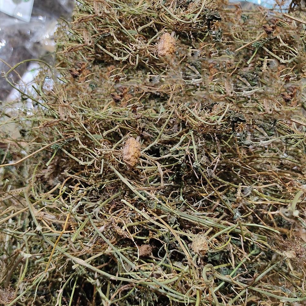 dây khổ qua rừng khô túi 1kg