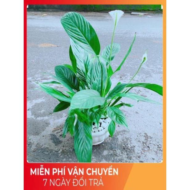 Chậu Cây Lan Ý