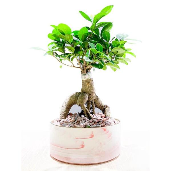 Cây Bonsai Si Nhật - cây cảnh bonsai - cây cảnh để bàn