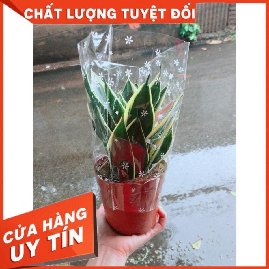 Chậu Lưỡi Hổ Thái Xanh Loại Lớn