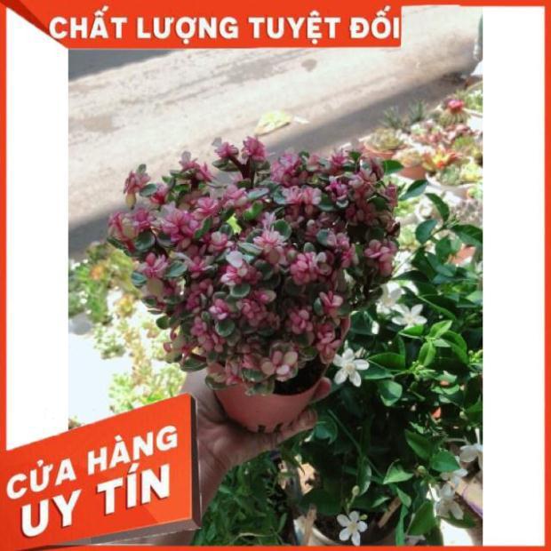 Cây đô la hồng giống mới