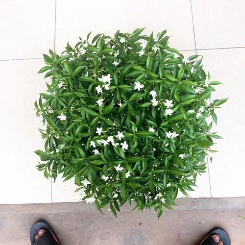 3 BẦU CÂY GIỐNG MAI VẠN PHÚC