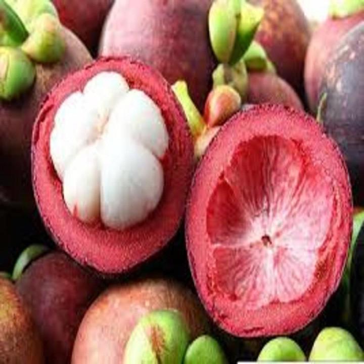 CÂY GIỐNG MĂNG CỤT, HÀNG GỬI ĐI NGUYÊN BẦU
