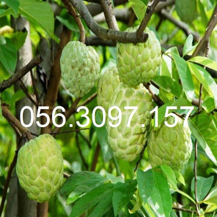 HÀNG GIỐNG CHUẨN Cây Na Dai Lạng Sơn - Cây Ăn Quả - H2O Farm