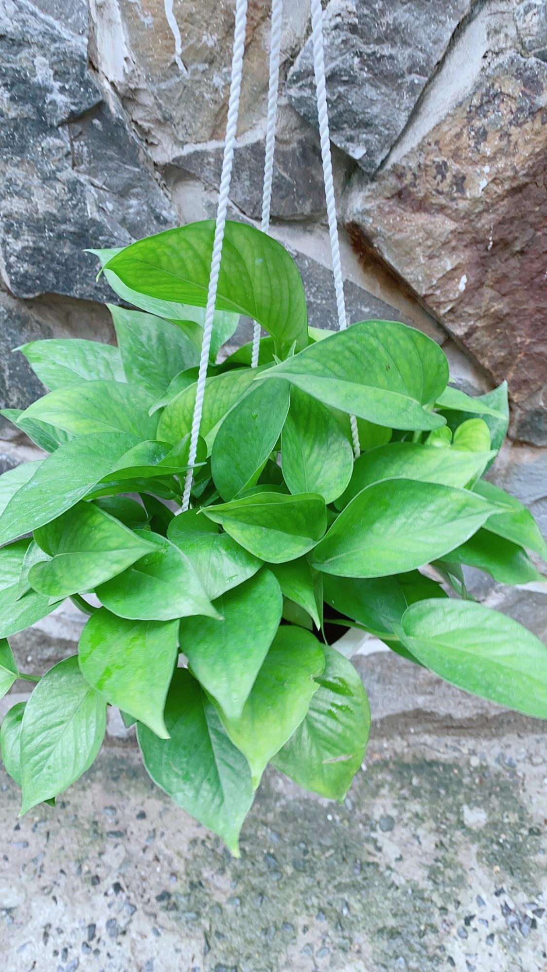 Chậu Trầu Bà Thái Xanh