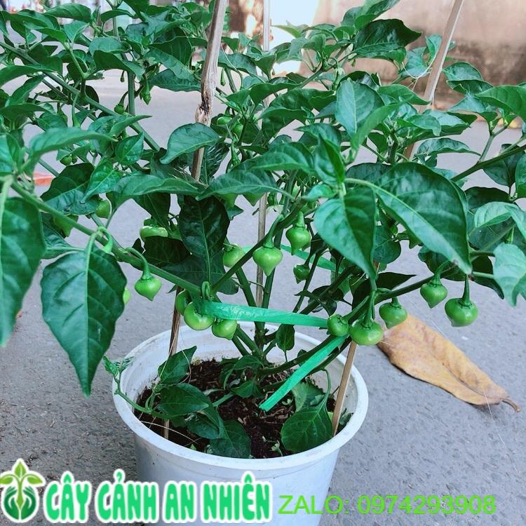 Chậu Ớt Kiểng Trái Tim Hàng Đẹp