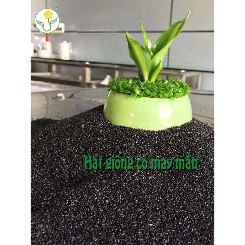 Hạt Giống Cỏ May Mắn luckyseed Lucky mini grass, Hạt thanh Long dễ trồng