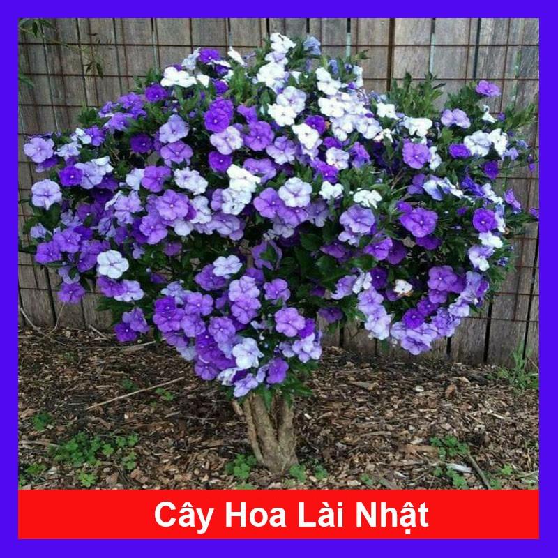 Cây Hoa Lài Nhật - Hoa Nhài Nhật + tặng phân bón cho cây
