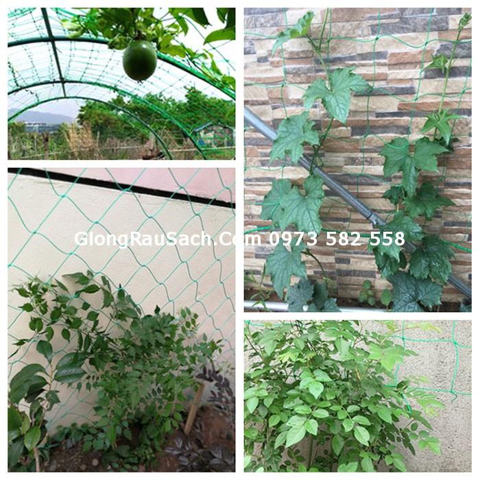 Lưới Leo Giàn  Cho Cây Leo Dưa Chuột, Bầu Bí Mướp Đậu… Mắt Lươi 10*10cm Các size