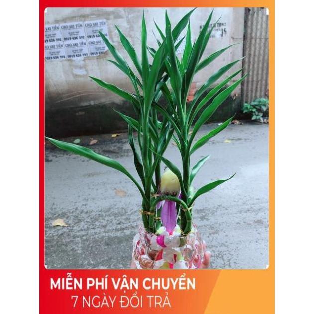 Chậu Cây Phát Tài