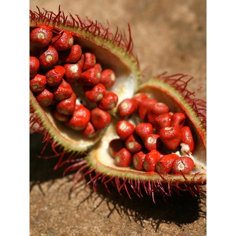 Combo 2 Túi Hạt Điều Màu Ông Chà Và 500gr (Annatto Seeds)