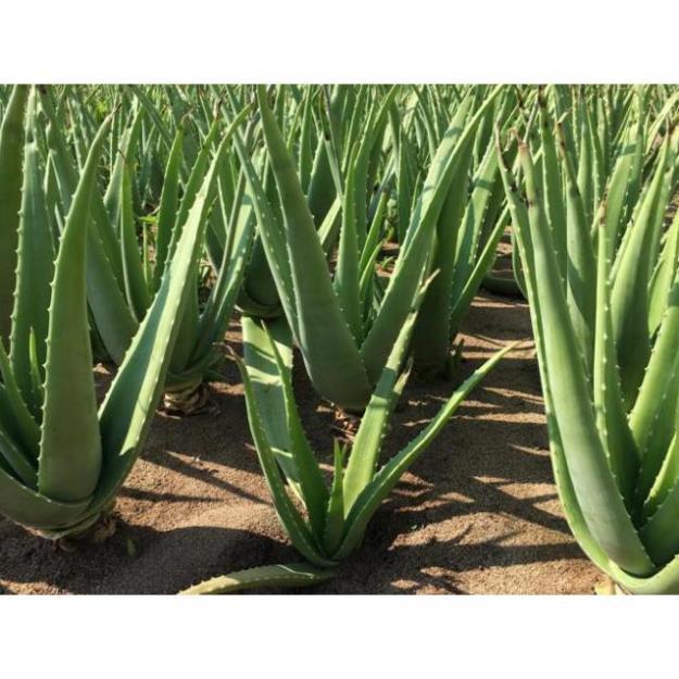 CHẬU CÂY NHA ĐAM THÁI, BẸ SIÊU TO,SIÊU DỄ TRỒNG, SIÊU NĂNG SUẤT, SIÊU KINH TẾ + Tặng 01 cây dâu da đất