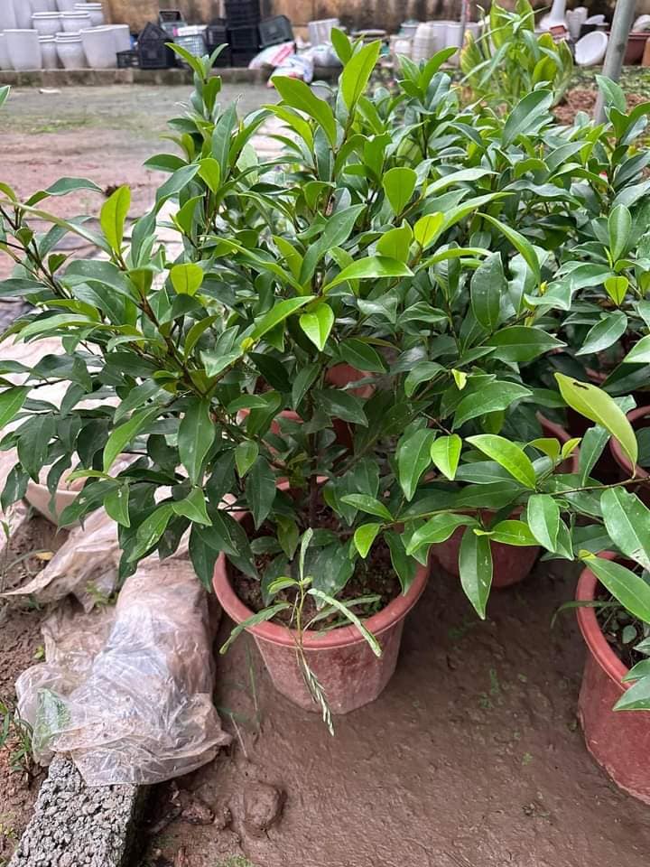 Cây hoa lan tiêu hay cây hàm tiếu