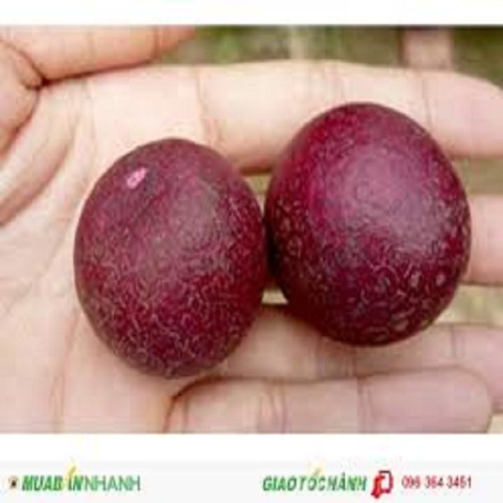 CÂY GIỐNG NHÃN TÍM SIÊU QUẢ SIÊU KINH TẾ-CAM KẾT GIỐNG CHUẨN F1