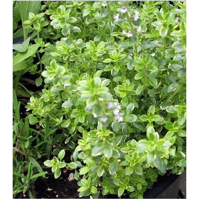 Hạt giống cỏ xạ hương (Thyme) - 100 hạt/gói