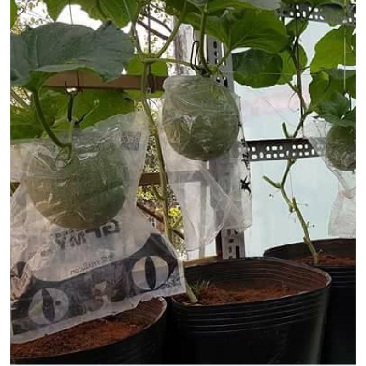 Hạt giống dưa lưới xanh