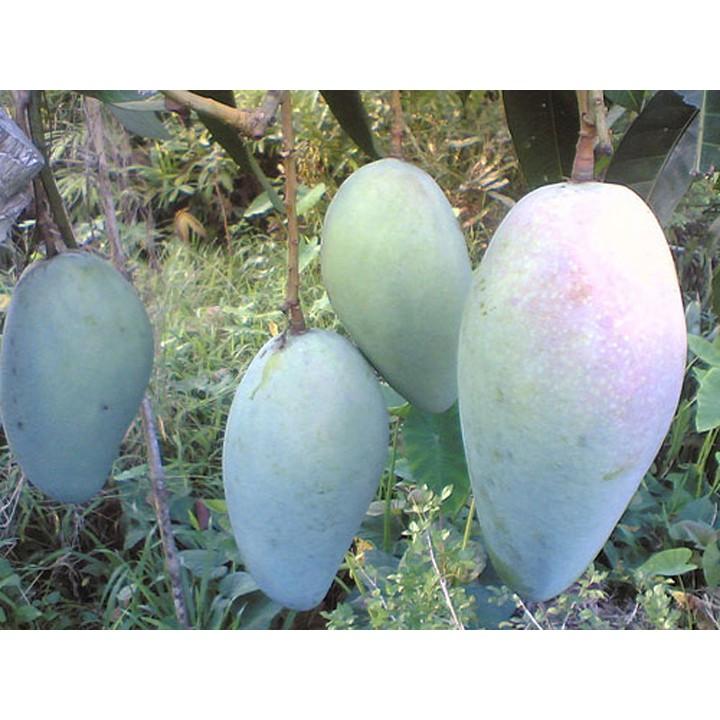 Cây Xoài Thái