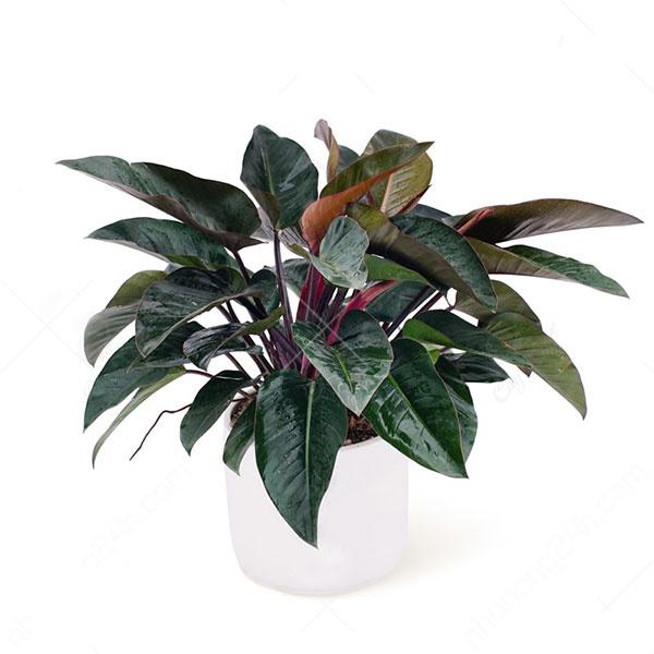 CHẬU CÂY TRẦU BÀ ĐẾ VƯƠNG TÍM- cây nhỏ