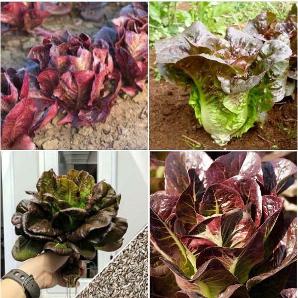 Hạt giống xà lách romaine đỏ 0,2gr/gói