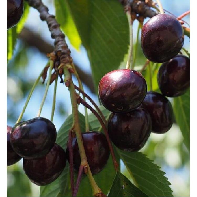Hạt giống cây ăn trái cherry nhiệt đới 10 hạt/gói ( tặng kèm 3 viên nén kích thích hạt nảy mầm )