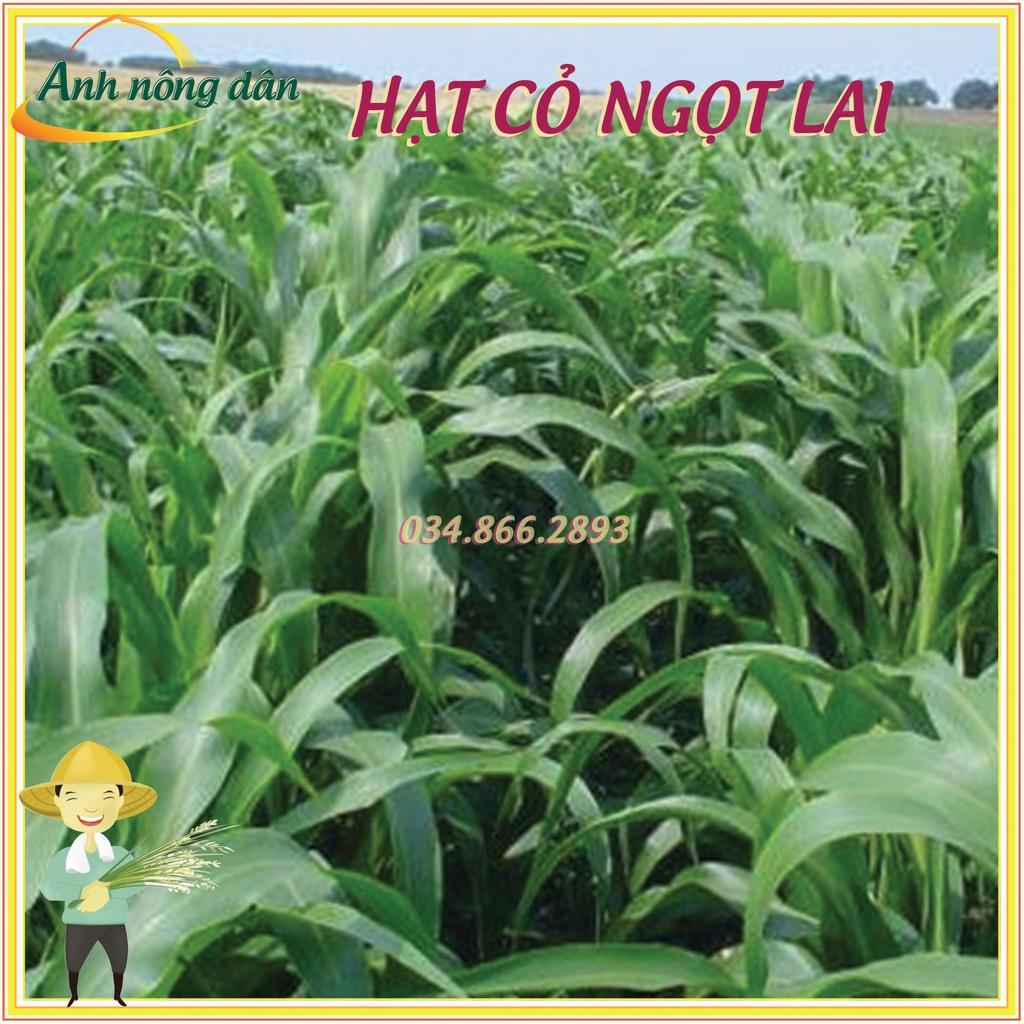 1kg Hạt giống cỏ lai ngọt - Hạt giống cỏ chăn nuôi