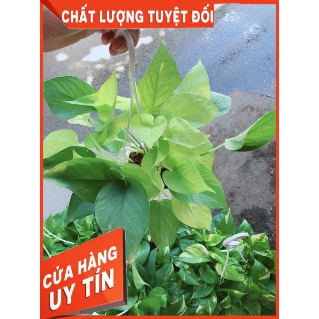 Chậu Lưỡi Hổ Thái