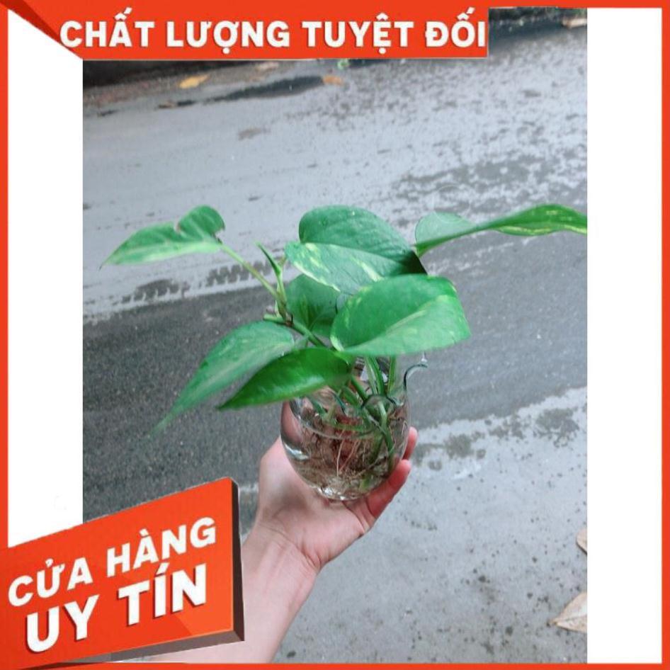 Chậu Trầu Bà Thủy Sinh