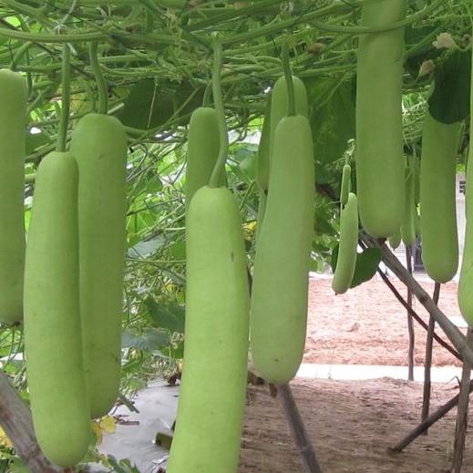 Combo 2 gói Hạt giống bầu lai siêu quả F1-gói 10 hạt/tặng kèm gói phân bón lót