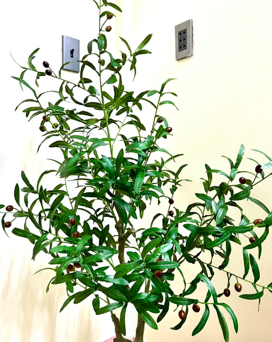 Cây oliu giả - Size 130cm đến 160cm - Oliu giả lõi thép trang trí - Cây giả, hoa lụa Decor trang trí nhà cửa