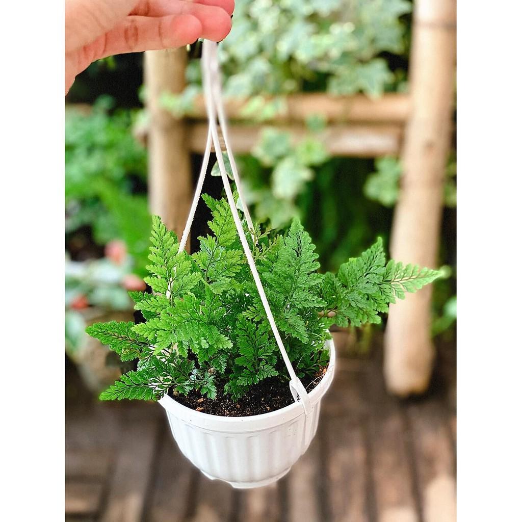 Cây Davallia tyermanii  chậu treo bí ngô