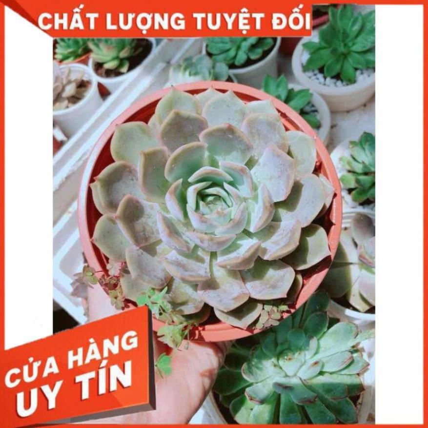 Sen đá tím cánh cứng size đại Nhiều Người Mua