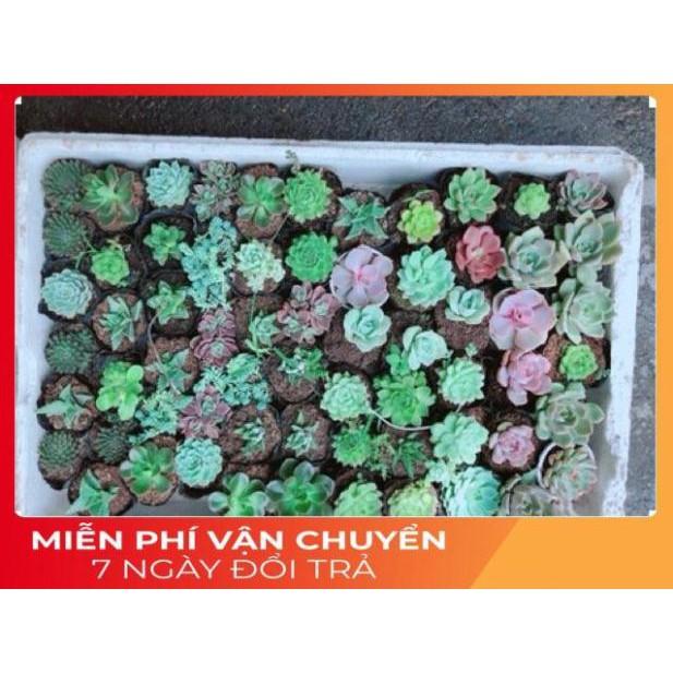 Combo 10 cây sen đá