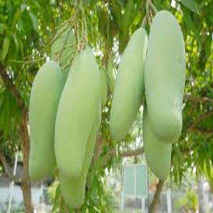 Cây giống XOÀI TỨ QUÝ - Giống chuẩn F1 - Siêu sai quả ngon,ngọt