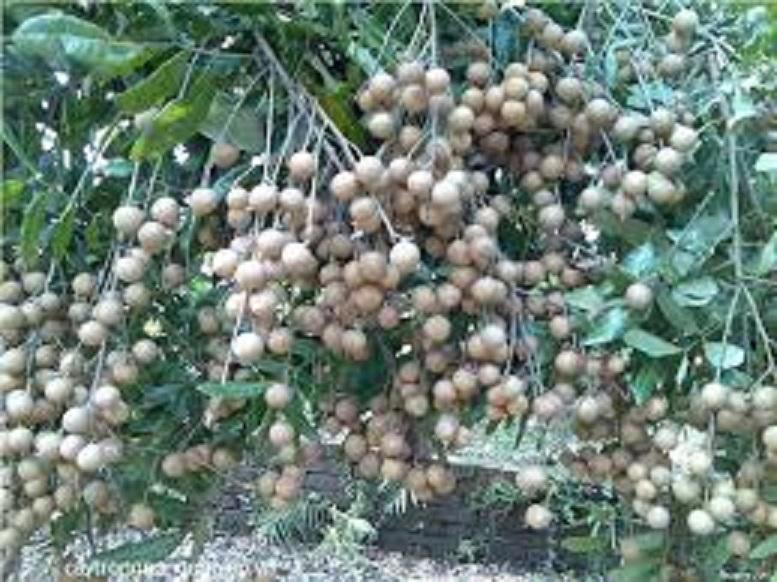 Cây NHÃN LỒNG MUỘN HƯNG YÊN ghép, cây giống chuẩn chuẩn giống cam kết chất lượng